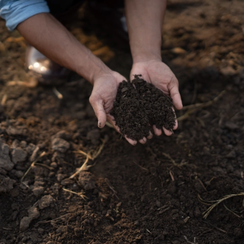 Hands holding dark compost soil in a garden bed
