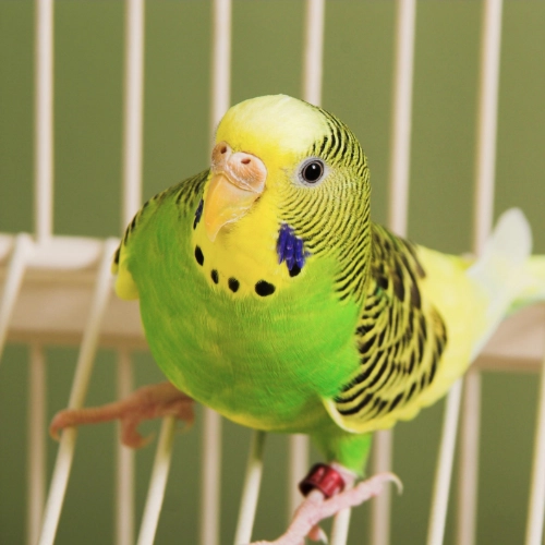 Green and yellow budgie perched inside a bird cage