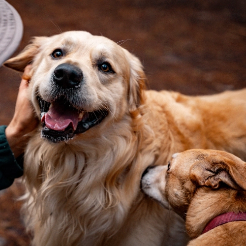 Golden retriever and another dog sitting together indoors
