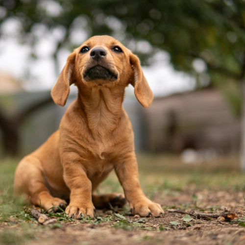 Brown puppy sitting outdoors on the ground