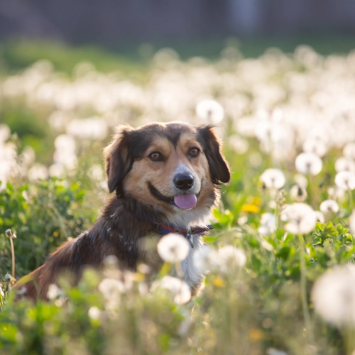 Dog sitting in a field of white dandelion flowers