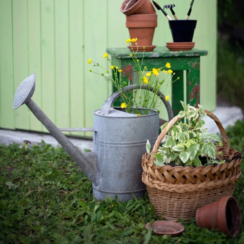 Metal watering can beside a basket of plants and gardening tools