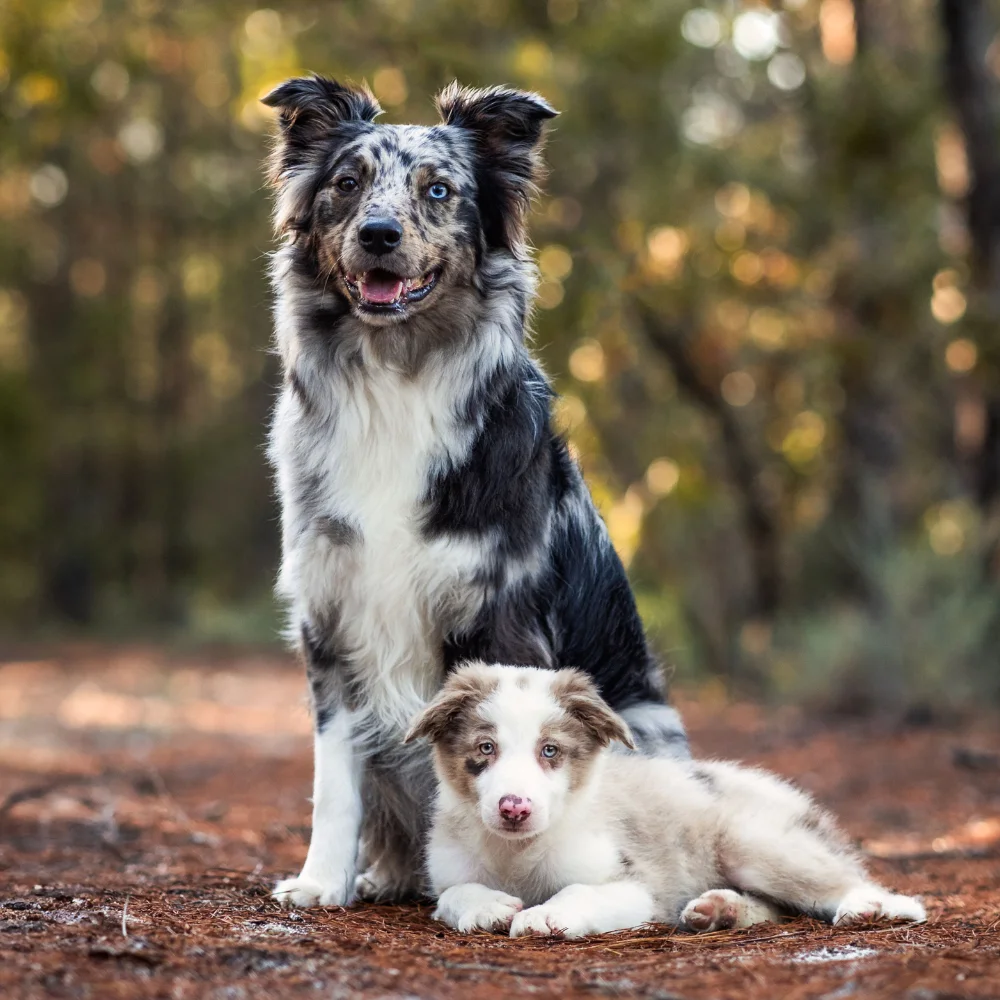 Adult Border Collie sitting beside a young puppy on a woodland path.