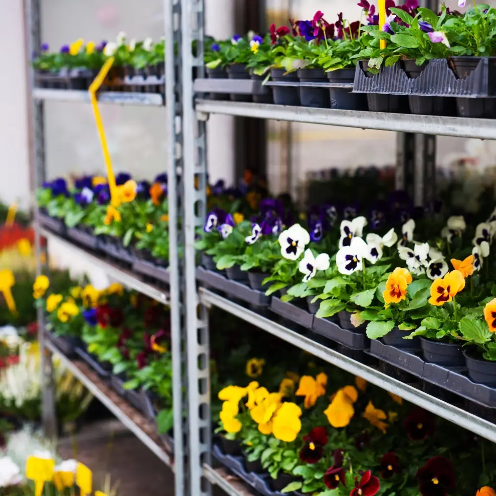 Colourful pansies and other flowering bedding plants displayed in trays on garden centre shelving.